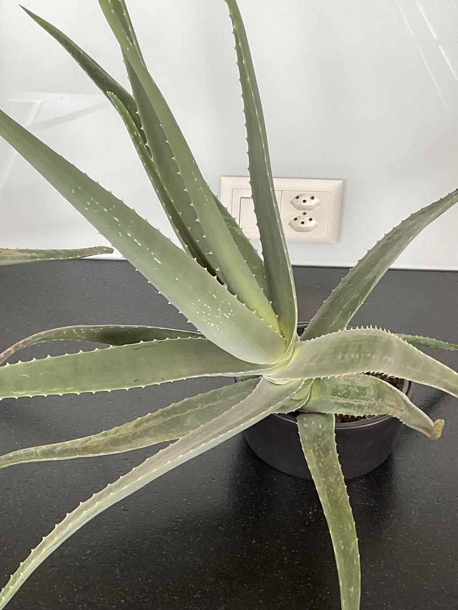 Pflanzen & Samen: Aloe Vera – Gebraucht aus Diepoldsau von WinWin011