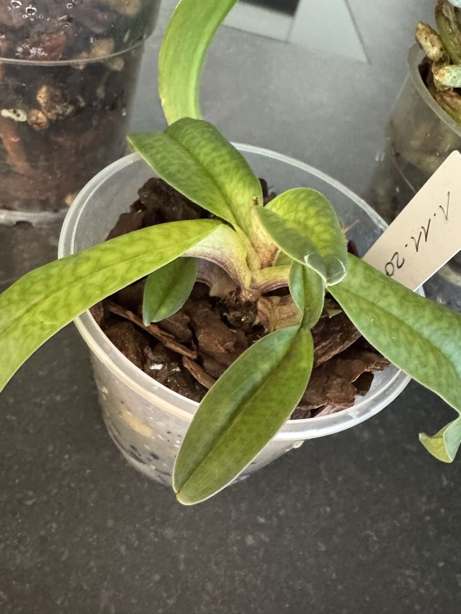 Pflanzen & Samen: Orchideen - Sammlung abzugeben – Gebraucht aus Teufen AR von Muffin97 7