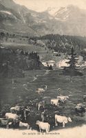 San Bernardino GR Alpweide mit Vieh