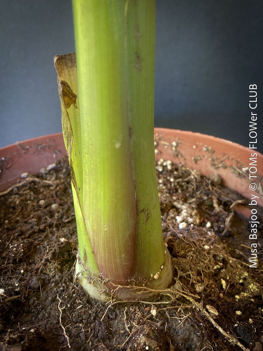Piante & sementi: Winterharte Gartenbanane 140cm - Musa Basjoo - Top robust – Nuovo e nell'imballaggio originale da Adliswil venduto da astom369 8