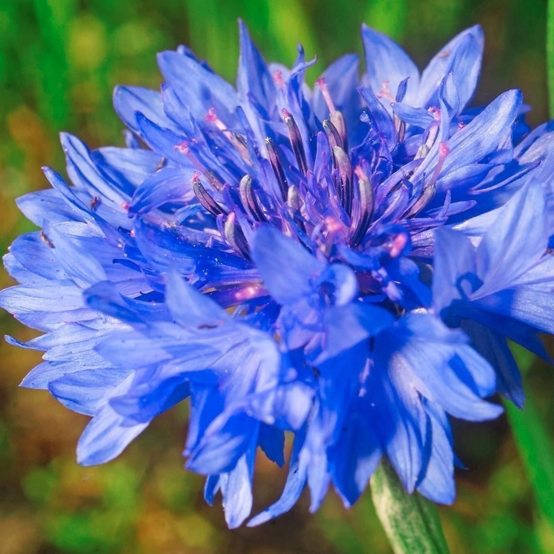 Pflanzen & Samen: 200 Samen Kornblume BLUE BOY – Neu (gemäss Beschreibung) aus Ehrendingen von VerveinaSamen 1