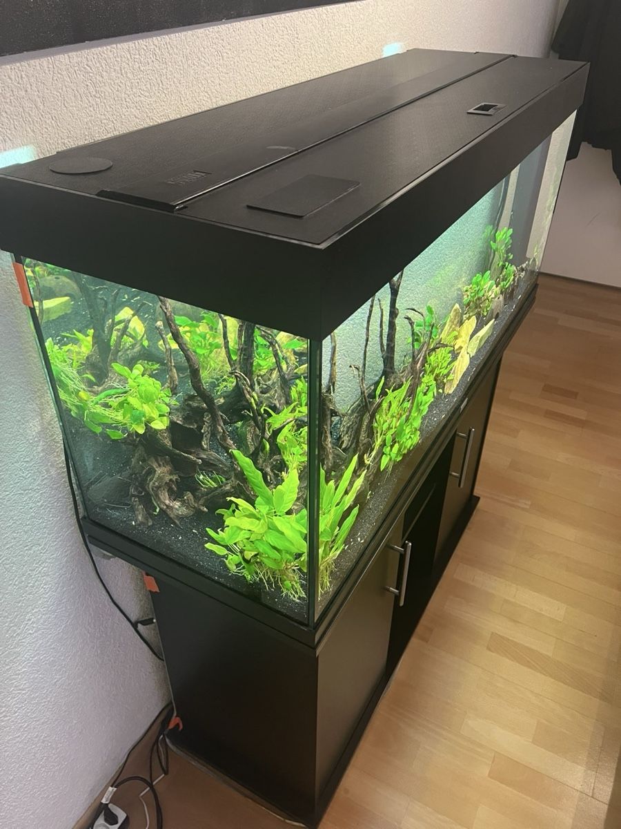 Juwel Acquari: Aquarium 240l, Top Zustand – Usato da Hurden venduto da Flori2803 8