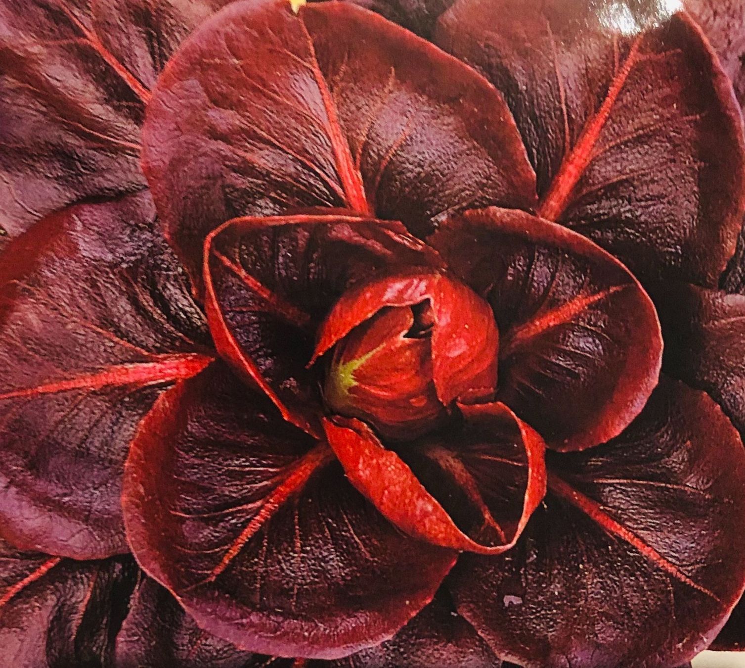 Piante & sementi: ROTE ZICHORIE 🌱 CHICORÉE ROUGE – Nuovo e nell'imballaggio originale da Rovio venduto da POSITIFFARTandPLANTS 3