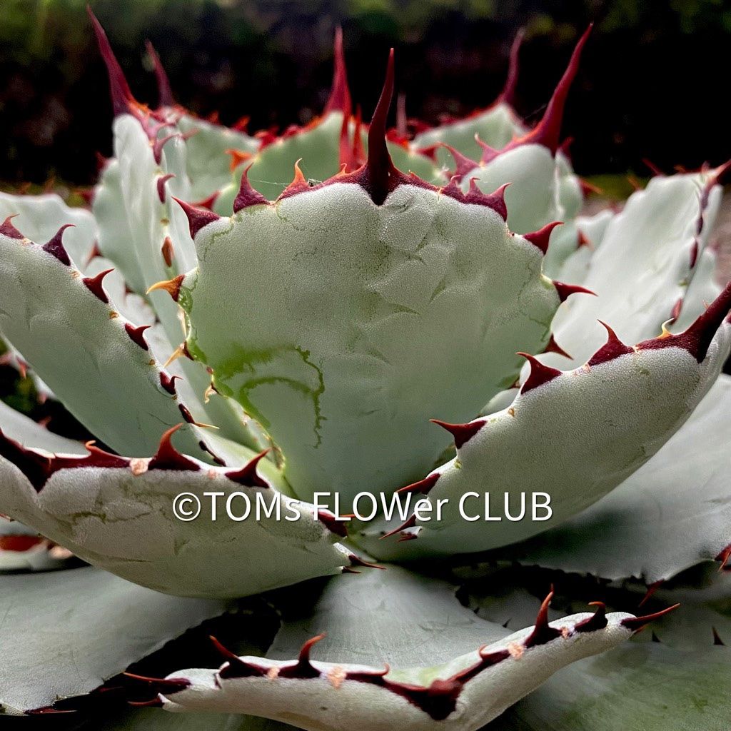 Piante & sementi: Agave Potatorum Kichiokan Ø 20cm – Nuovo e nell'imballaggio originale da Adliswil venduto da asTOMas963 4