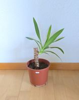 Yucca Palme Setzling ca. 33 cm hoch (Nr. 4)