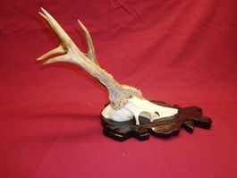 Reh, Geweihe, Trophäe, Horn, Dekoration, Jagd Abwurfstangen