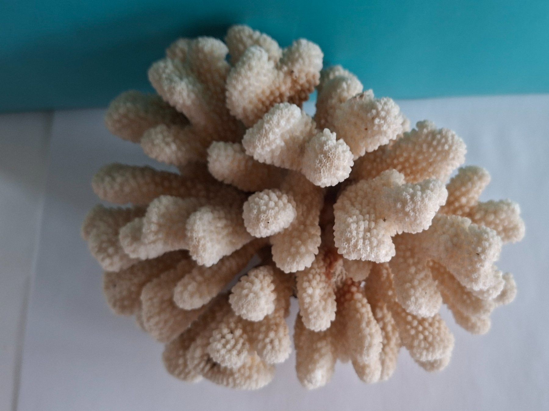 Tutte le decorazioni: Grosse Fossil Deko – Usato da Opfikon venduto da Diversamente 9