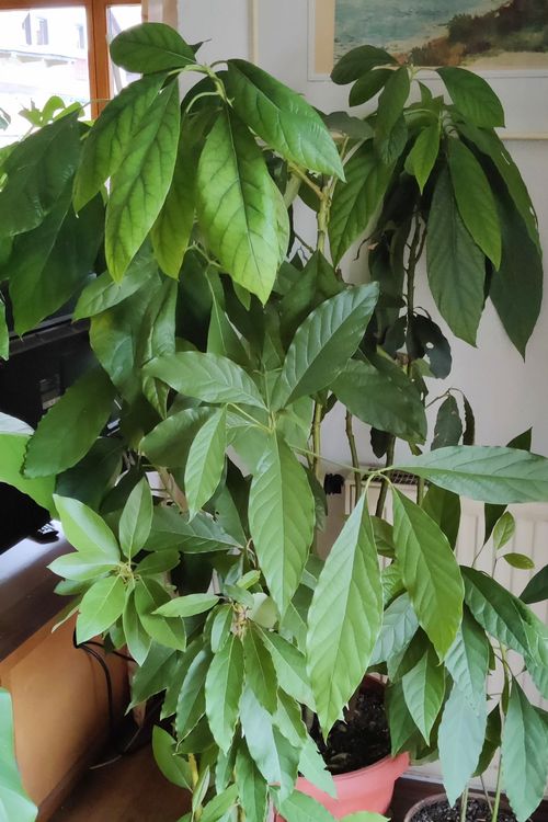 Grosse, kräftige Avocado Pflanze gratis Lieferung Zürich Kaufen auf