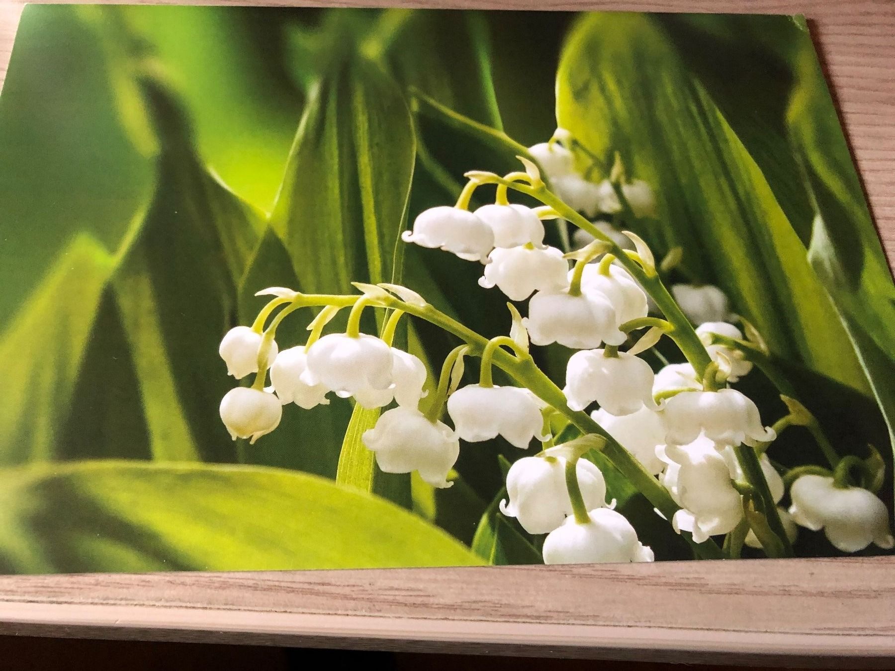 Cartoline: 12 Blumen - Karten teils mit Couverts – Usato da Rickenbach ZH venduto da Topas014