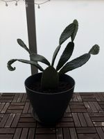 Schöner grosser Kaktus (ficus-indicus)