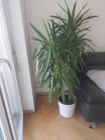 Superbe yucca d'intérieur - deux troncs