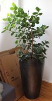 Pflanze "CLUSIA* mit Blumentopf (EH)