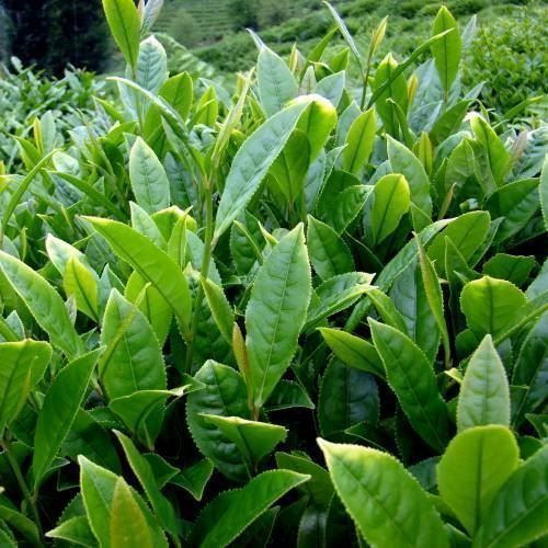 Piante & sementi: Théier / Camellia sinensis   PLANT – Nuovo (secondo la descrizione) da Bremblens venduto da FIBONACCI369 1