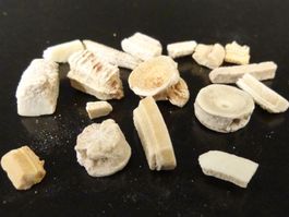 Versteinert Fisch Fossil HAIFISCH WIRBEL ROCHEN ZAHN MAROKKO