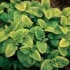 Mélisse citronnelle dorée  PLANT