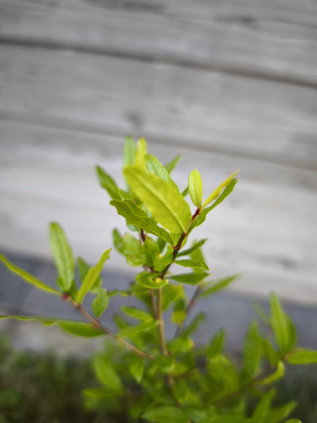 Piante & sementi: Granatapfelbaum 🌱 – Usato da Uznach venduto da Mmanson1 2
