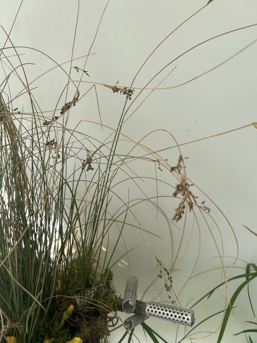 Blumentöpfe: Blumenampel  – Gebraucht aus Frauenfeld von Irene.Schuppli 3