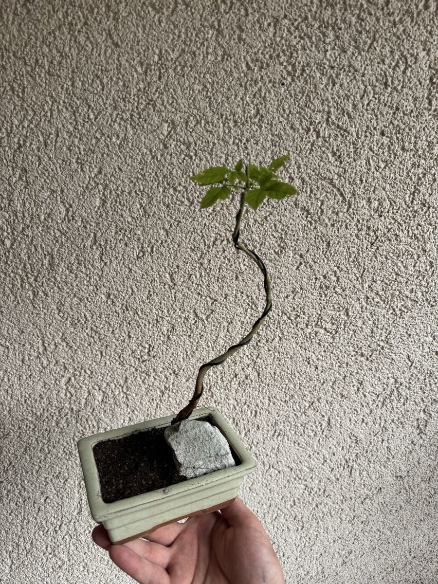 Plantes & graines: Eschen Bonsai im Topf – D'occasion à Rümlang par Gruseh.ch 1
