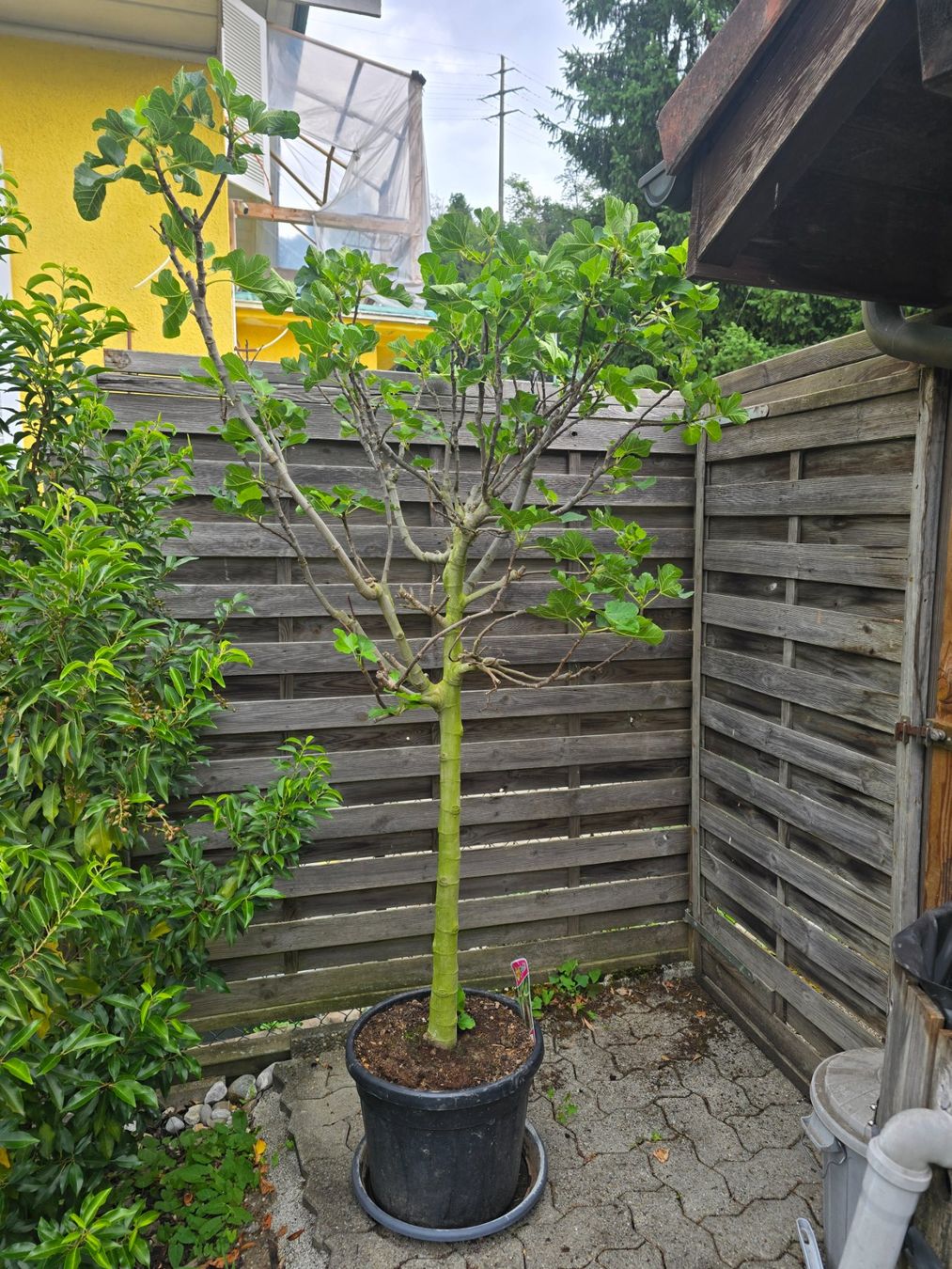Piante & sementi: Grosser kräftiger Feigenbaum mit Früchten – Usato da Aarburg venduto da popkorn65