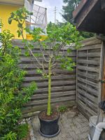 Grosser kräftiger Feigenbaum mit Früchten