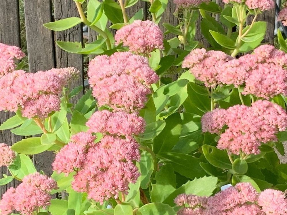 kräftige Fetthenne aus 20 cm Topf Gartenpflanze winterhart | Kaufen auf ...