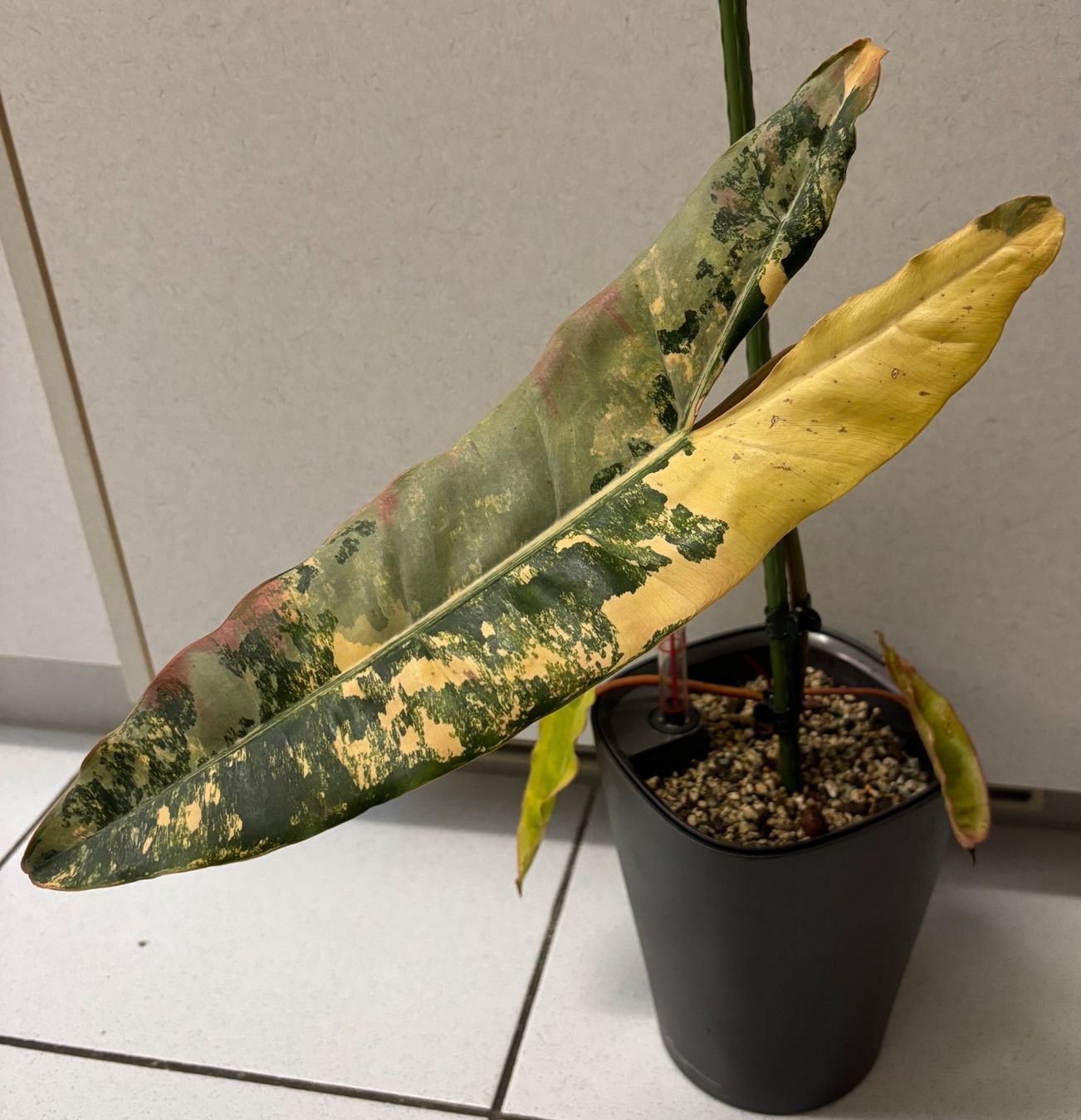 Plantes & graines: Philodendron Billietiae Variegata – D'occasion à Zollikerberg par Jvac 1