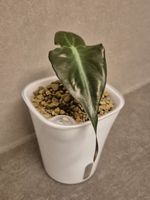 🐍 Junge Alocasia Venom #1🪴