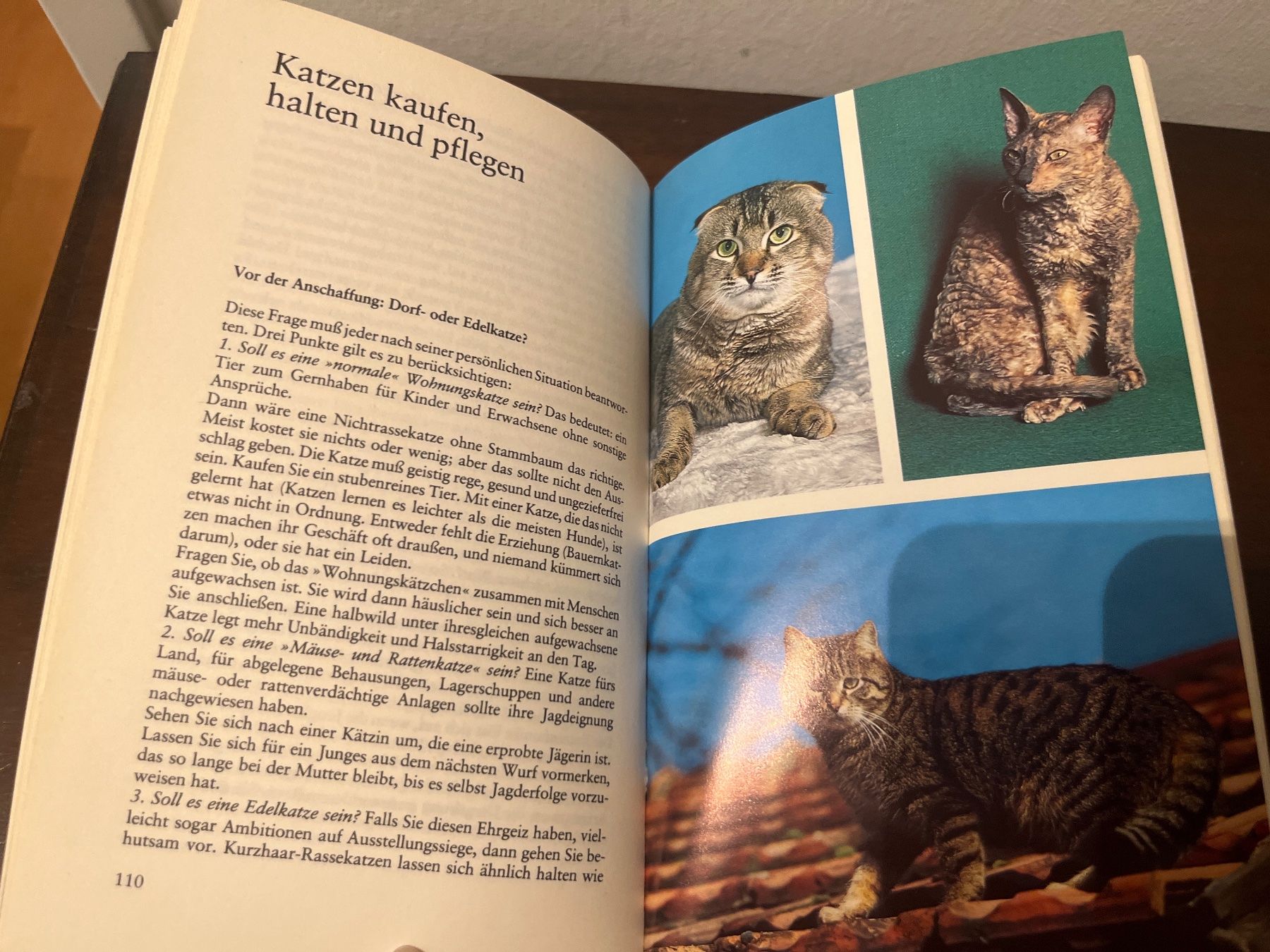 Libri: Buch - Knaurs Katzenbuch, Walter Schneider – Usato da Luzern venduto da Jiggy_8898 7