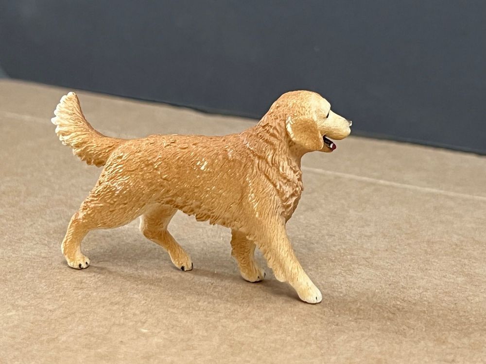 Golden Retriever Hündin Hund | Kaufen auf Ricardo