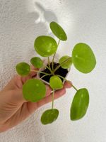 Pilea peperomioides plant - Chinese Money Plant 🌱💰!