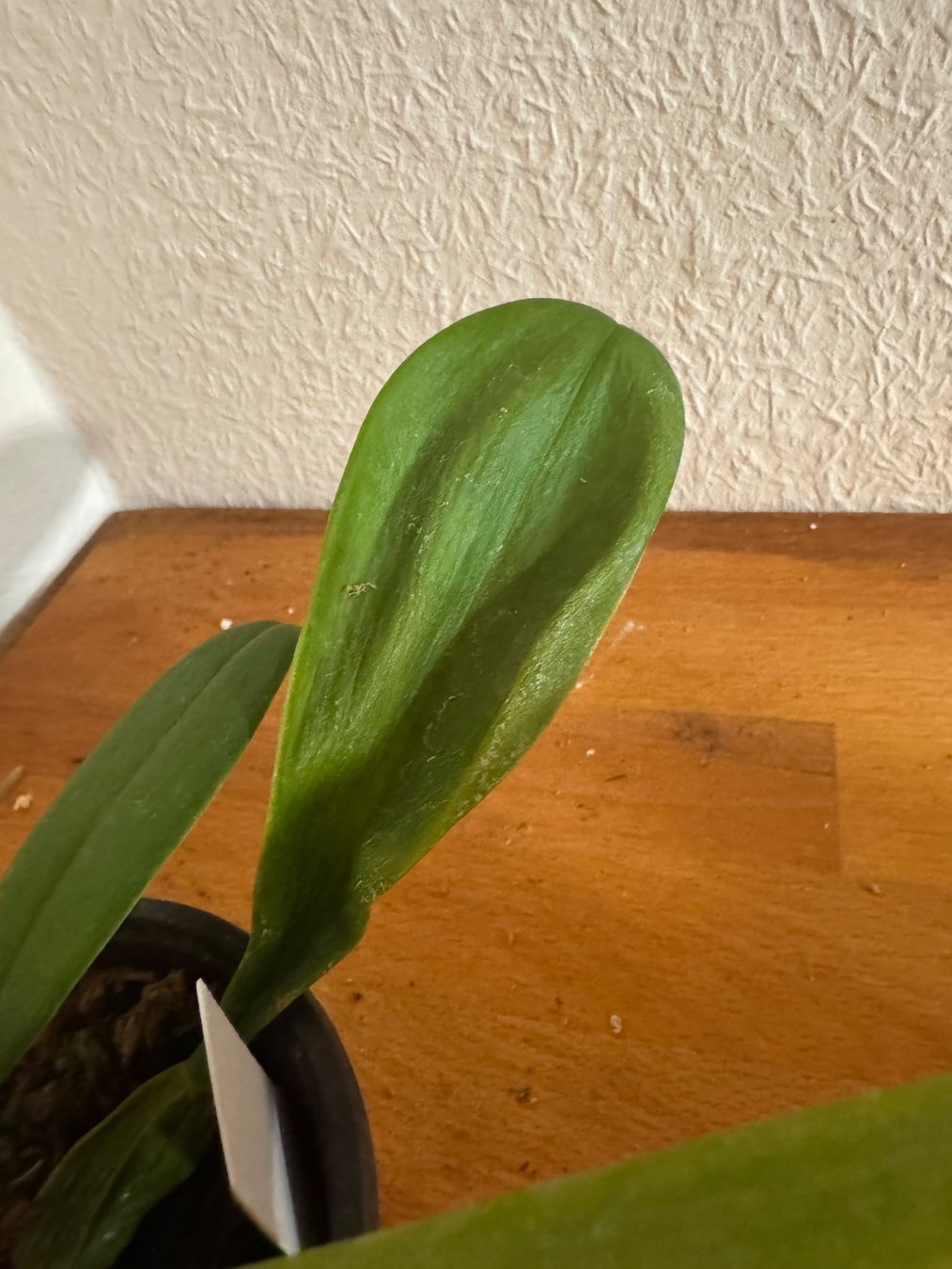 Plantes & graines: Bulbophyllum grandiflorum – D'occasion à Männedorf par mrclst 3