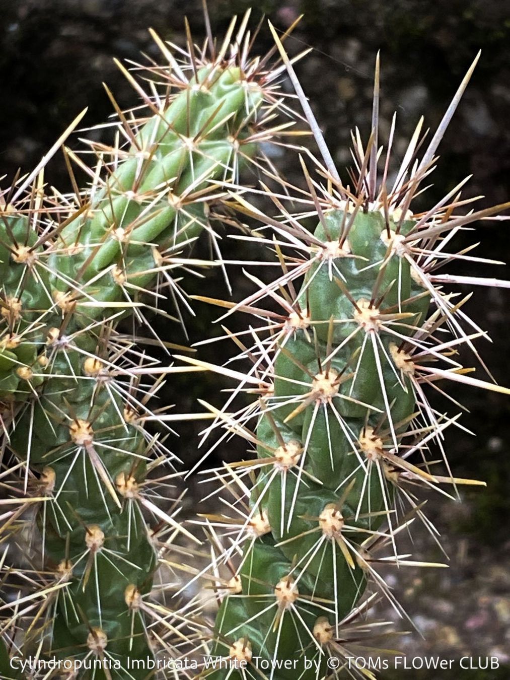 Piante & sementi: Cylindropuntia Imbricata White Tower - Tree Cholla – Nuovo e nell'imballaggio originale da Adliswil venduto da astom369 2