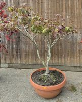 Japanischer Fächerahorn – Acer palmatum – ca. 180 cm