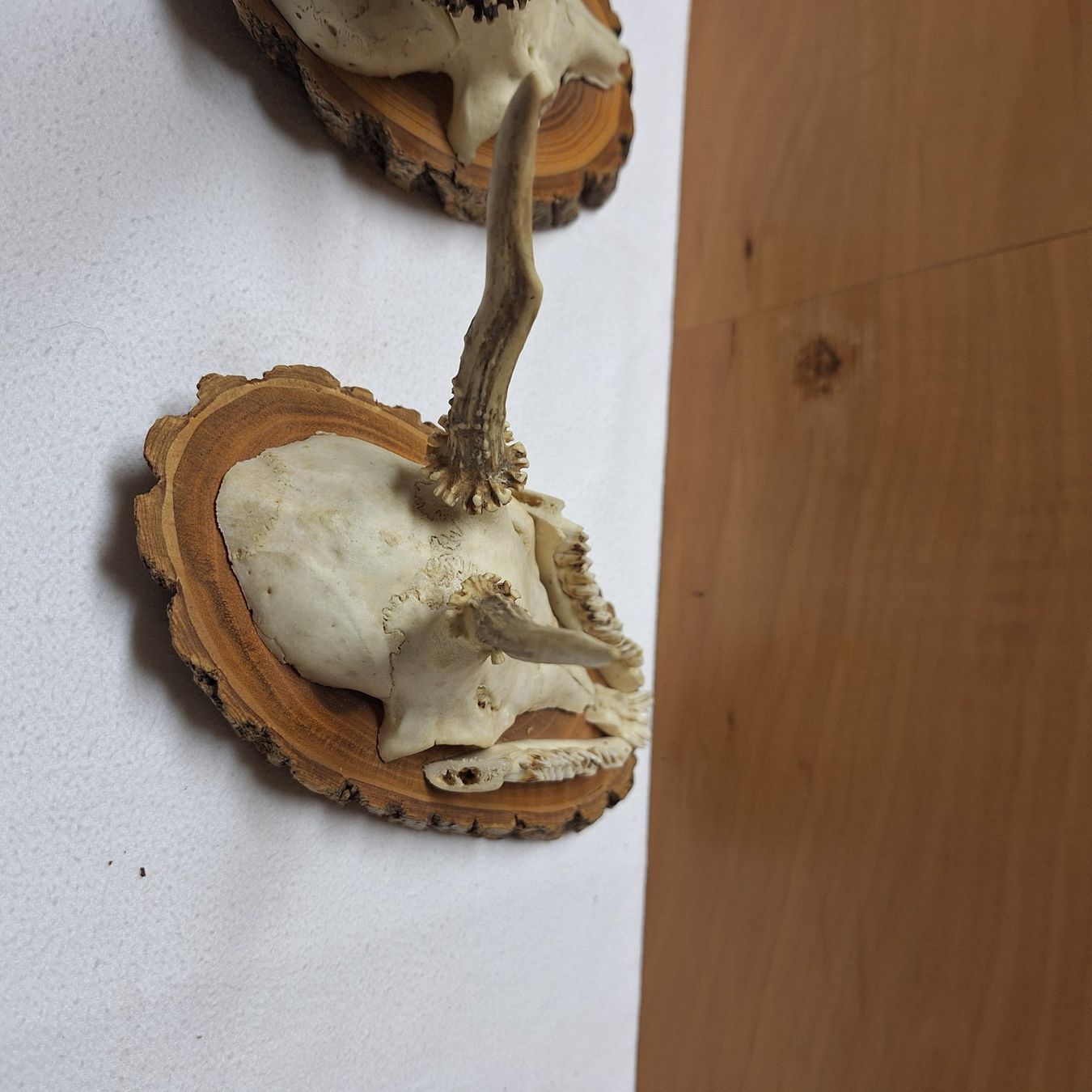 Tutte le decorazioni: 2 alte Geweihe, mit Aufhängevorrichtung – Usato da Winterthur venduto da Goldpipau 5