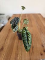 Rhizom Alocasia Dragon Scale Mint