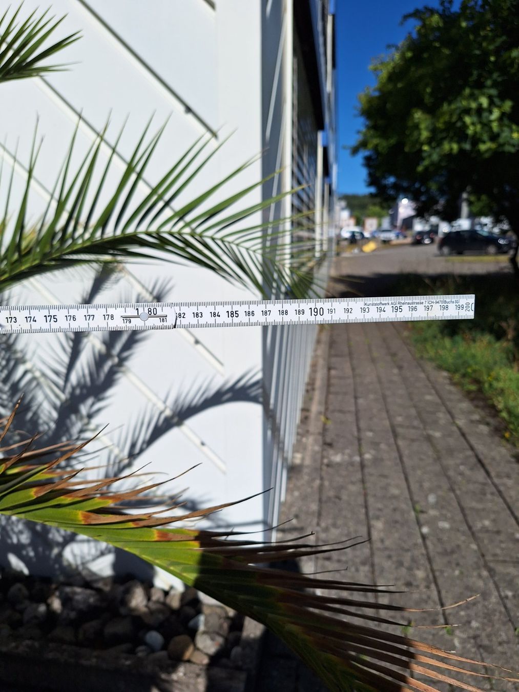 Piante & sementi: Kanarische Dattelpalme mittelgross – Usato da Aadorf venduto da Sterniks 3