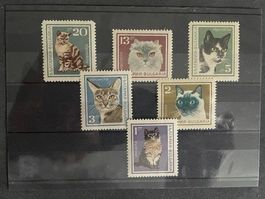 Bulgarien - 1967 Katzen **