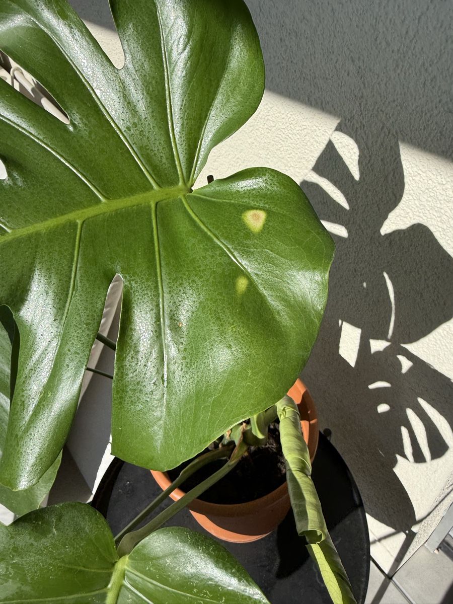 Piante & sementi: Monstera Pflanze Ableger gebraucht – Usato da Menziken venduto da Fluriology 2