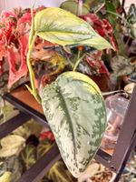 Scindapsus bakunawa variegated