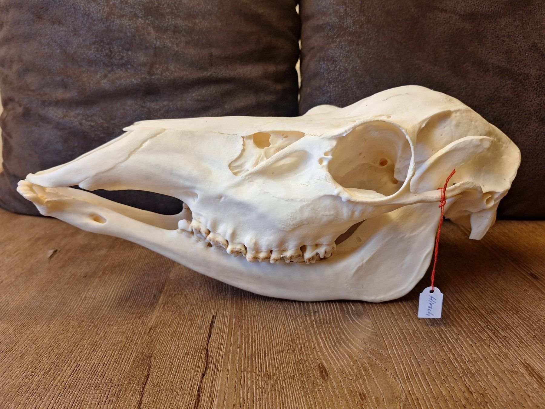 Il mondo degli animali: Rothirsch wbl. – Usato da Widnau venduto da skullcollector