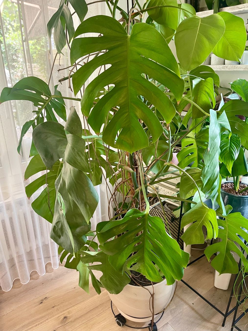 monstera starkzehrer Monstera Deliciosa - 100cm
