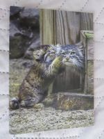 Manul mit Jungtier, Zoo, Raubkatze, Katze, ungelaufen