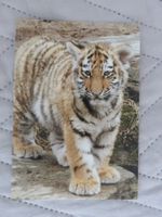 Junger Tiger, Zoo, Raubkatze, Katze, Zoo, ungelaufen