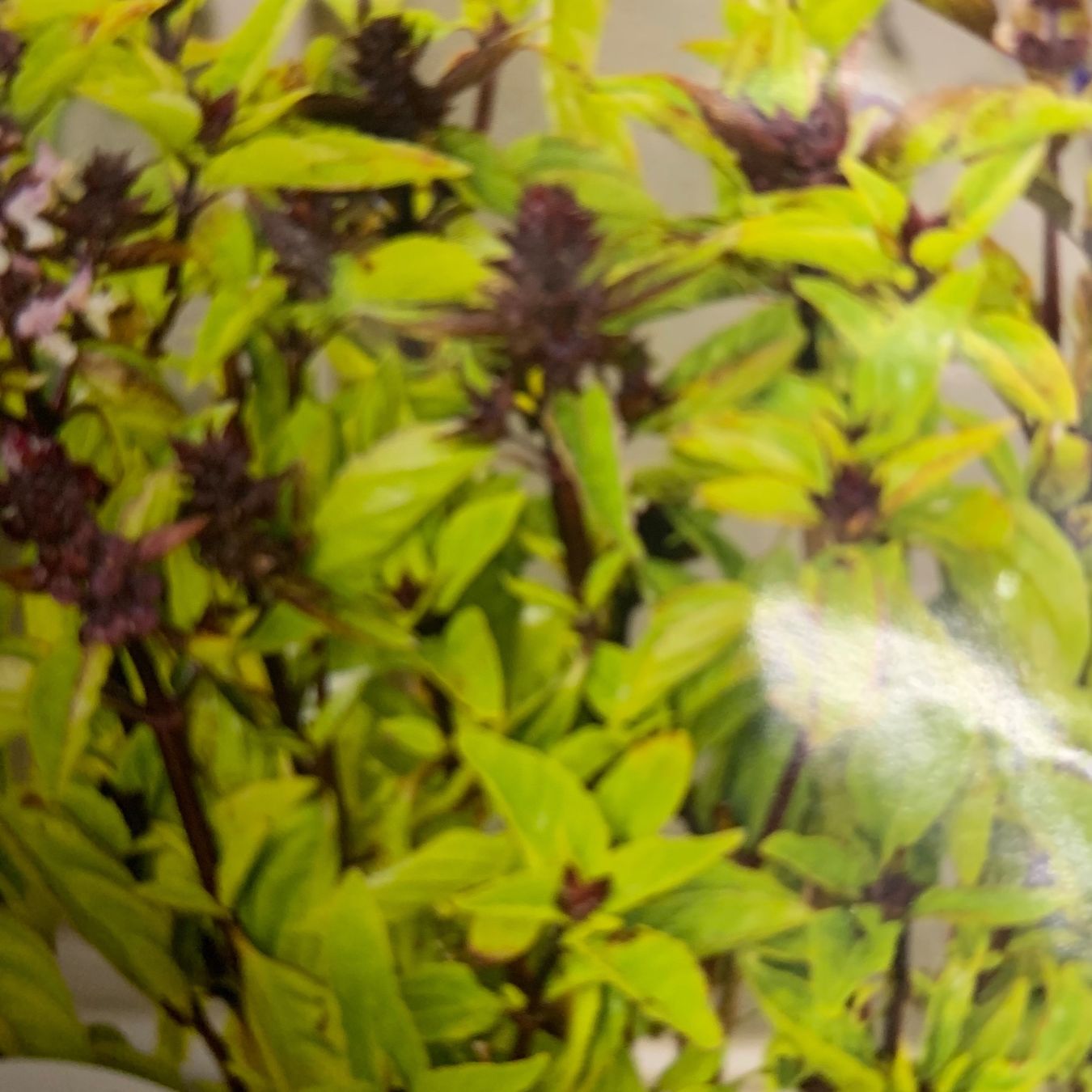 Pflanzen & Samen: Zimt BASILIKUM (Ocimum basilicum var. Cinnamomum) / 10 Samen – Neu (gemäss Beschreibung) aus Hinteregg von ERFOLG78 2