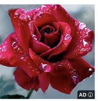 Diamond painting Bild 