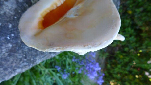 Fossili: Cassis Cornuta. Muschel – Usato da Zürich venduto da inf_gt6t 3