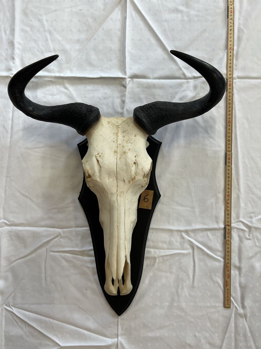 Monde des animaux: Streifengnu Trophäe – D'occasion à Euthal par ruckzuckrohrfrei