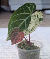 Anthurium Crystallinum Albo Variegata