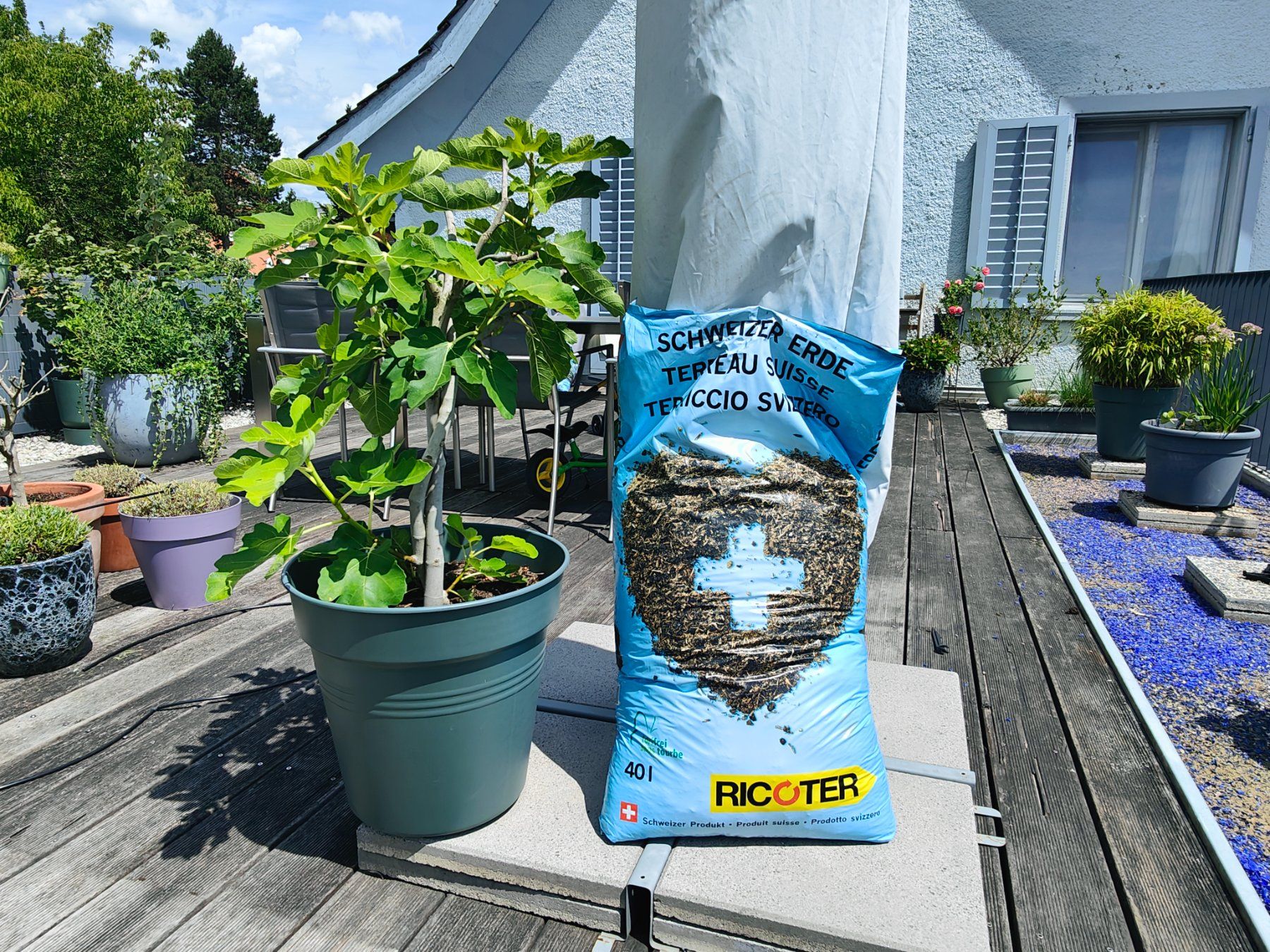 Plantes & graines: Feigenbaum inkl. Topf und gratis Erde (40lt), fruchttragend – D'occasion à Wetzikon ZH par niggi_be 3
