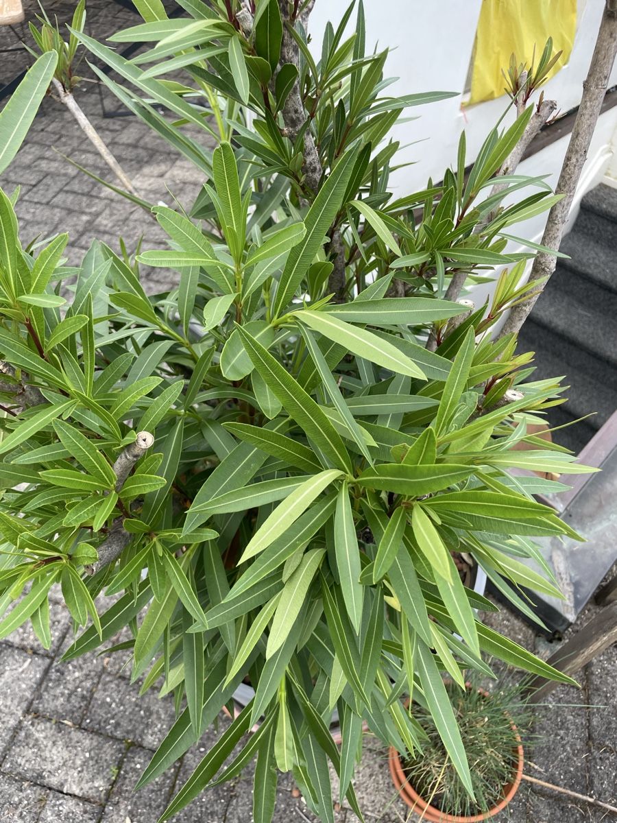Piante & sementi: Grosser Oleander Balkonpflanze – Usato da Luzern venduto da Klabourettli 3
